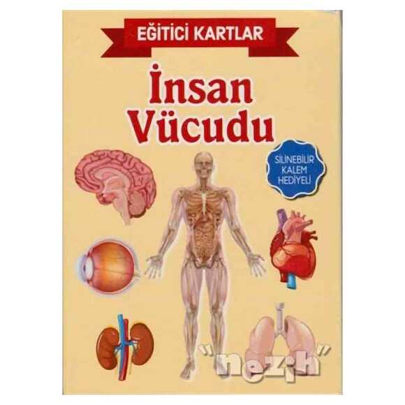 Eğitici Kartlar - İnsan Vücüdu