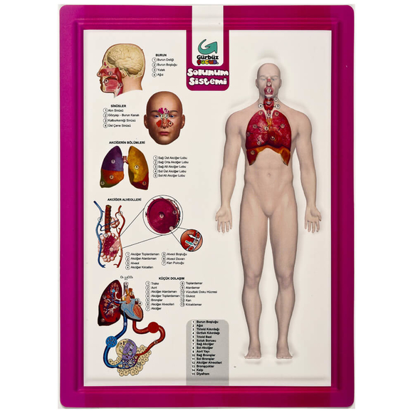 Gürbüz Kabartma Anatomi Atlası A4 28003