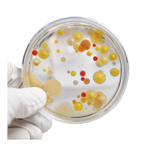 Liva Bakteri Büyütme Deney Seti