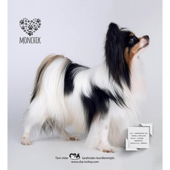 Monchik Köpekli Üçgen Masa Takvimi 2021 - Thumbnail