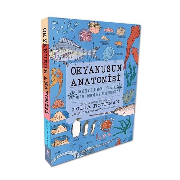 Okyanusun Anatomisi